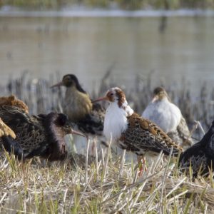 A close-up photograph of different ruffs in various costumes on the shore. Some ruffs are sitting, and some are standing. In the background, you can see a calm body of water.